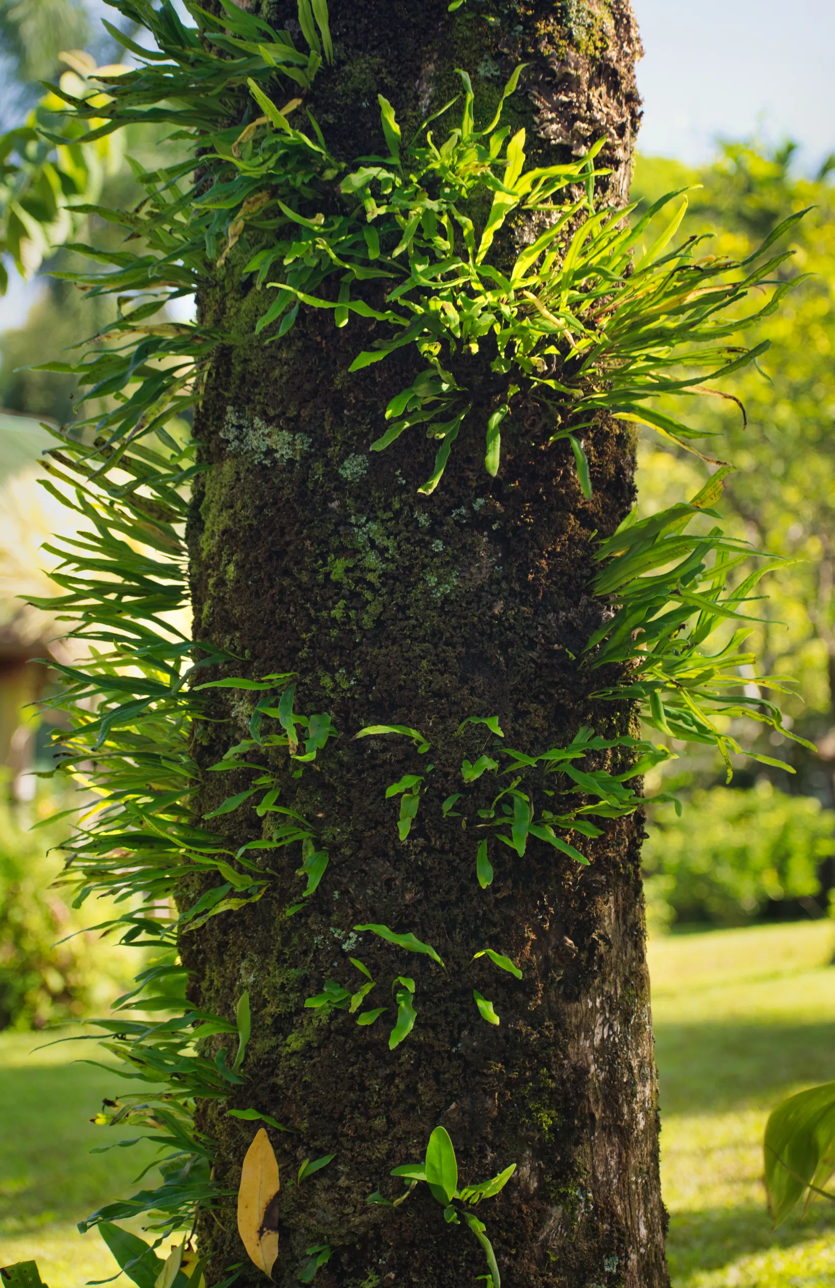 A tree trunk thickly colonised by ferns and other epiphytes growing straight out of the bark, lawn behind.