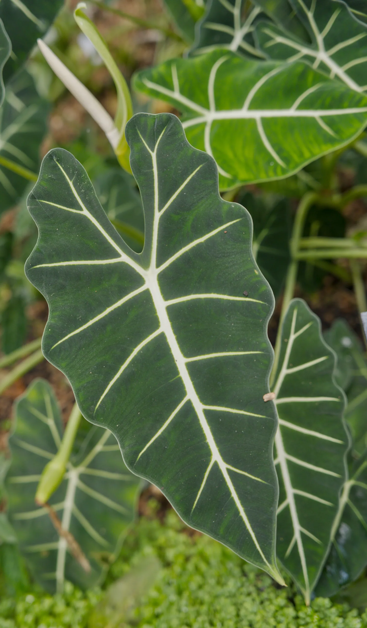 A large aroid leaf with prominent white veins crossing the dark green tissue.