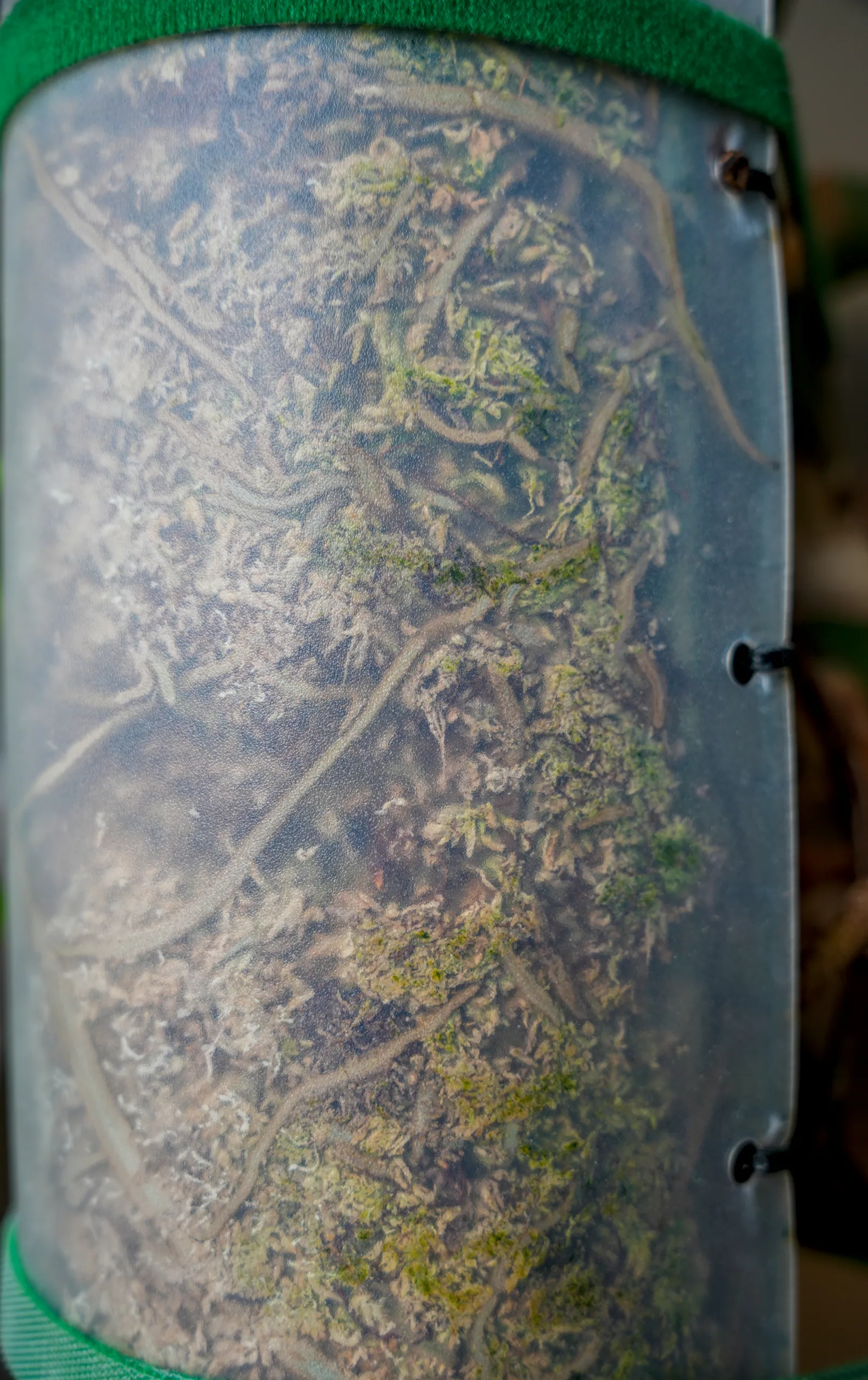 Roots and moss visible through the clear plastic sleeve of a moss pole, held on with green ties.