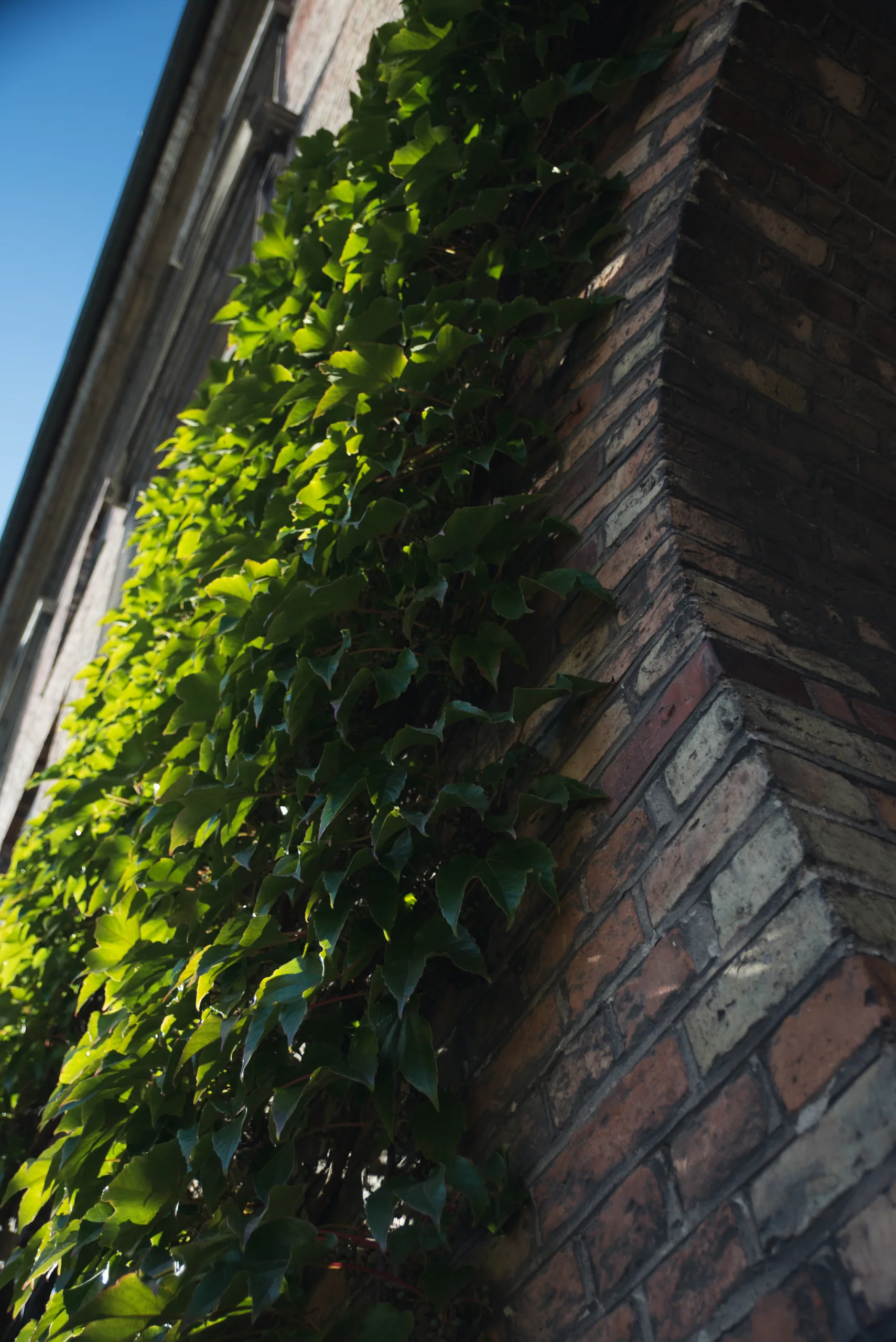 Ivy climbing the corner of an old brick building, seen from below against a bright sky.