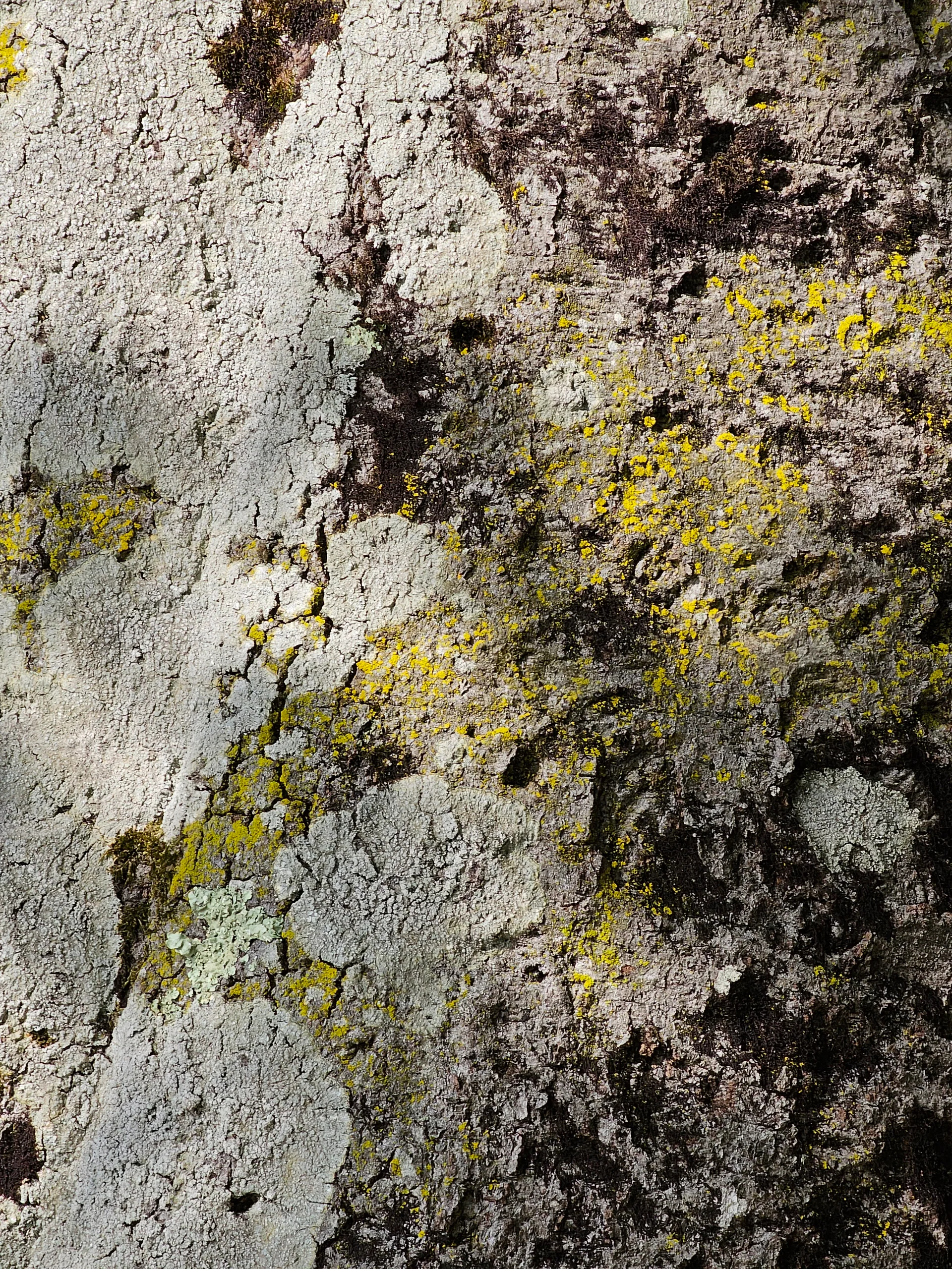 Yellow and grey lichen spreading across a pale rock face.