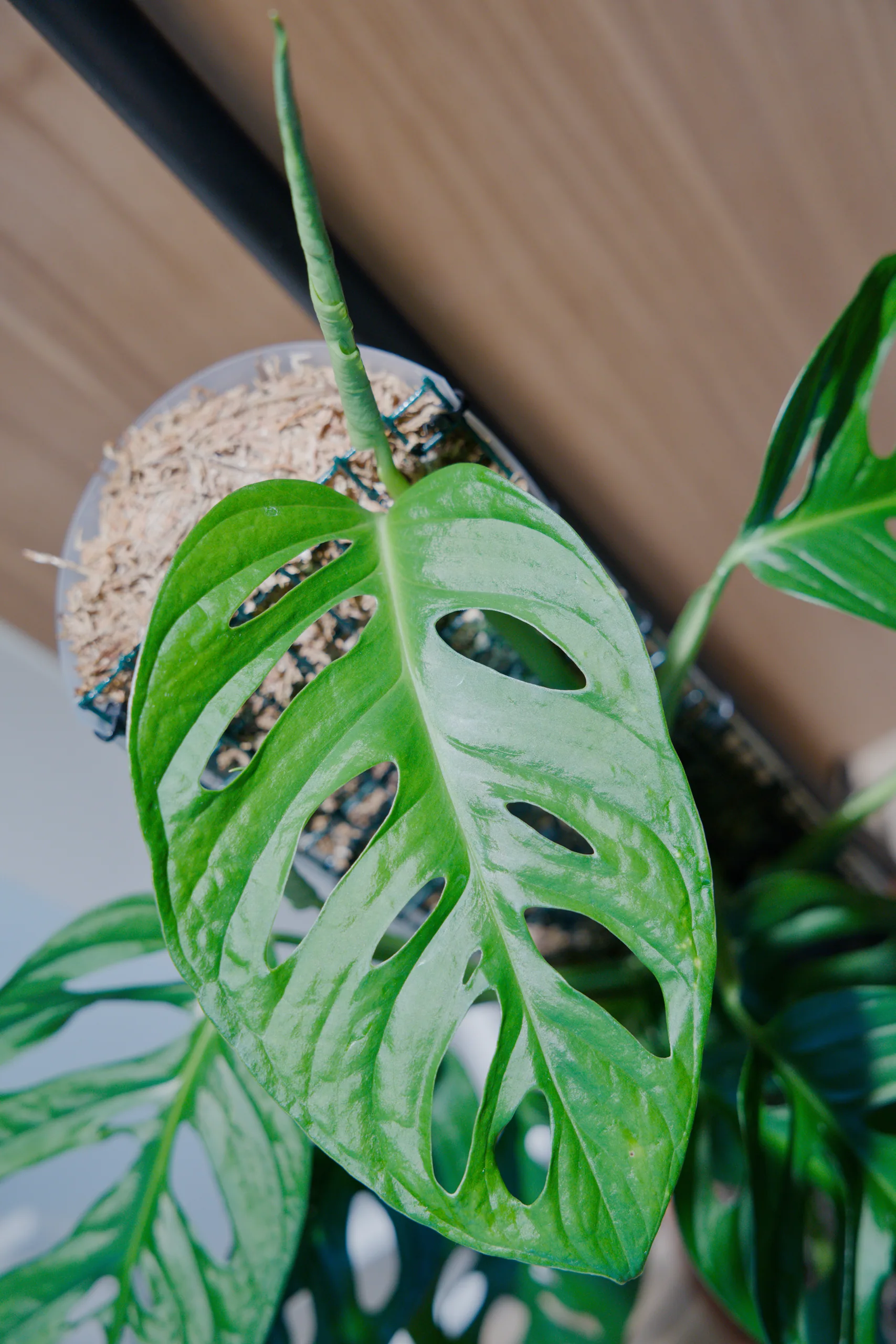 A Monstera adansonii leaf held flat toward the camera with a furled new leaf standing above it, the open leaf showing two ranks of long holes either side of the midrib.