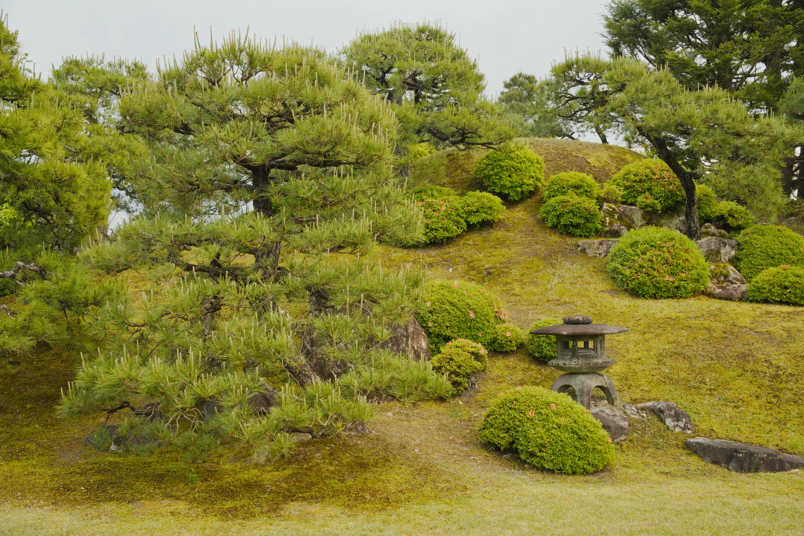 A Japanese garden with sculpted moss-covered shrubs, a stone lantern, and designed landscape.