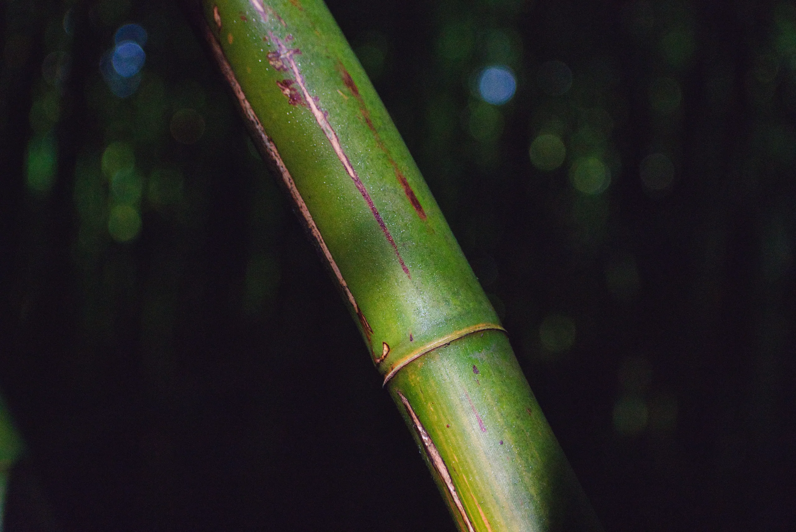 A close view of a green bamboo culm with its banded node, against a dark background of blurred highlights.