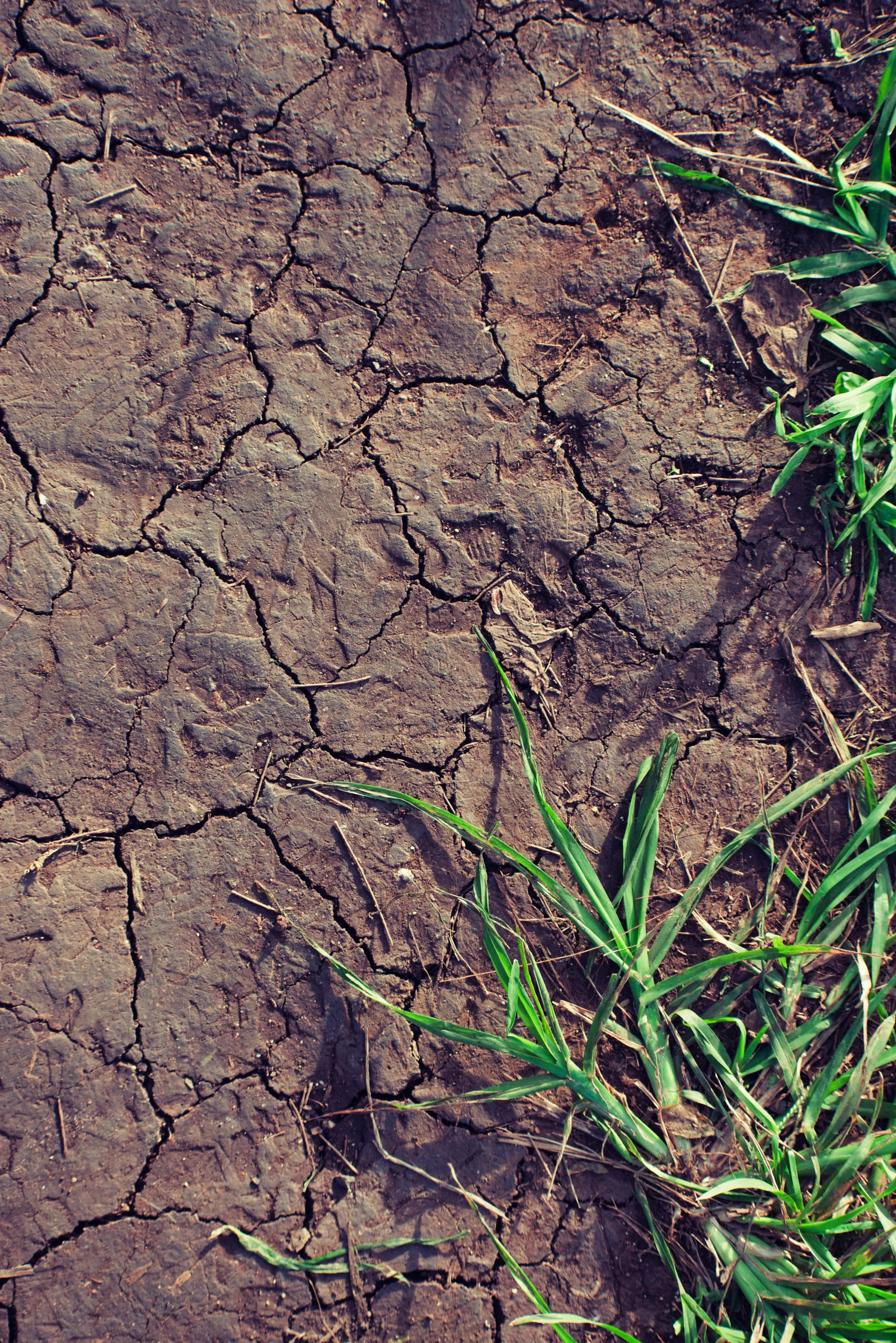 Cracked dried mud with tufts of grass pushing up through the fissures.