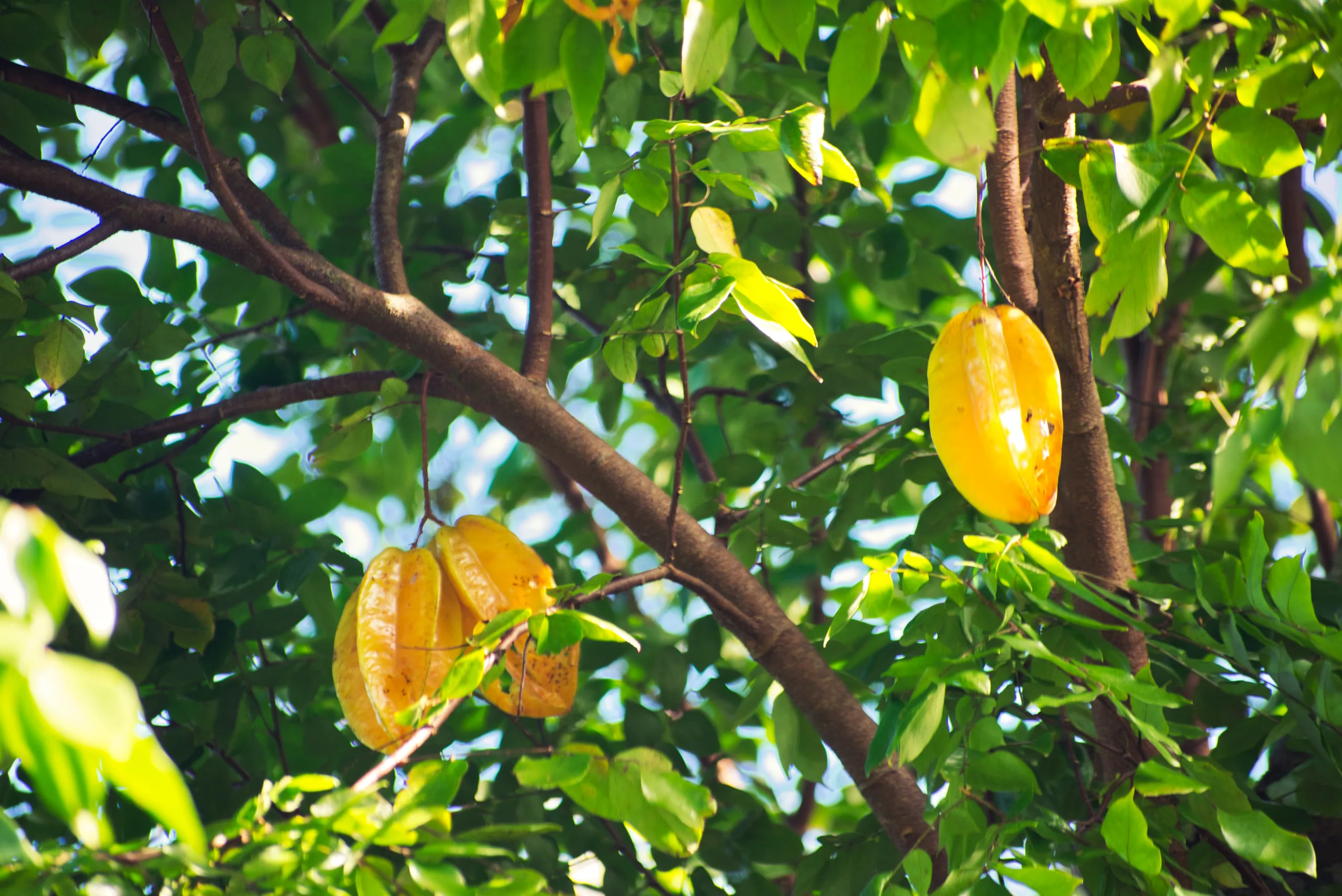 Yellow starfruit hanging from a branch among bright green leaves.