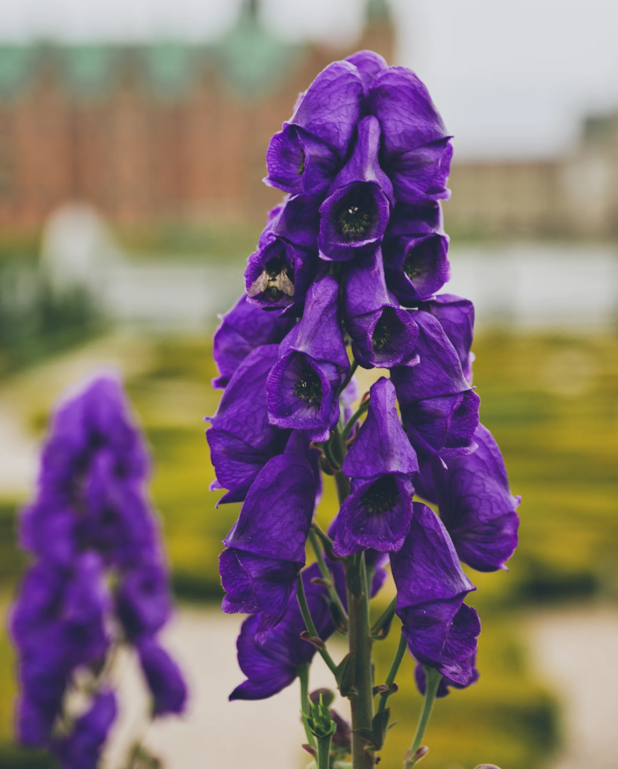 A spike of deep purple monkshood flowers in close focus, the castle and its gardens thrown out of focus behind.