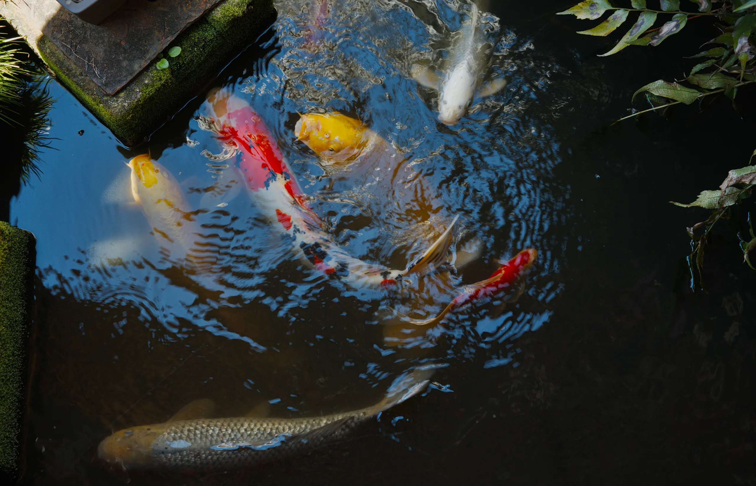 Red and yellow koi swim in still, blue-reflected water.