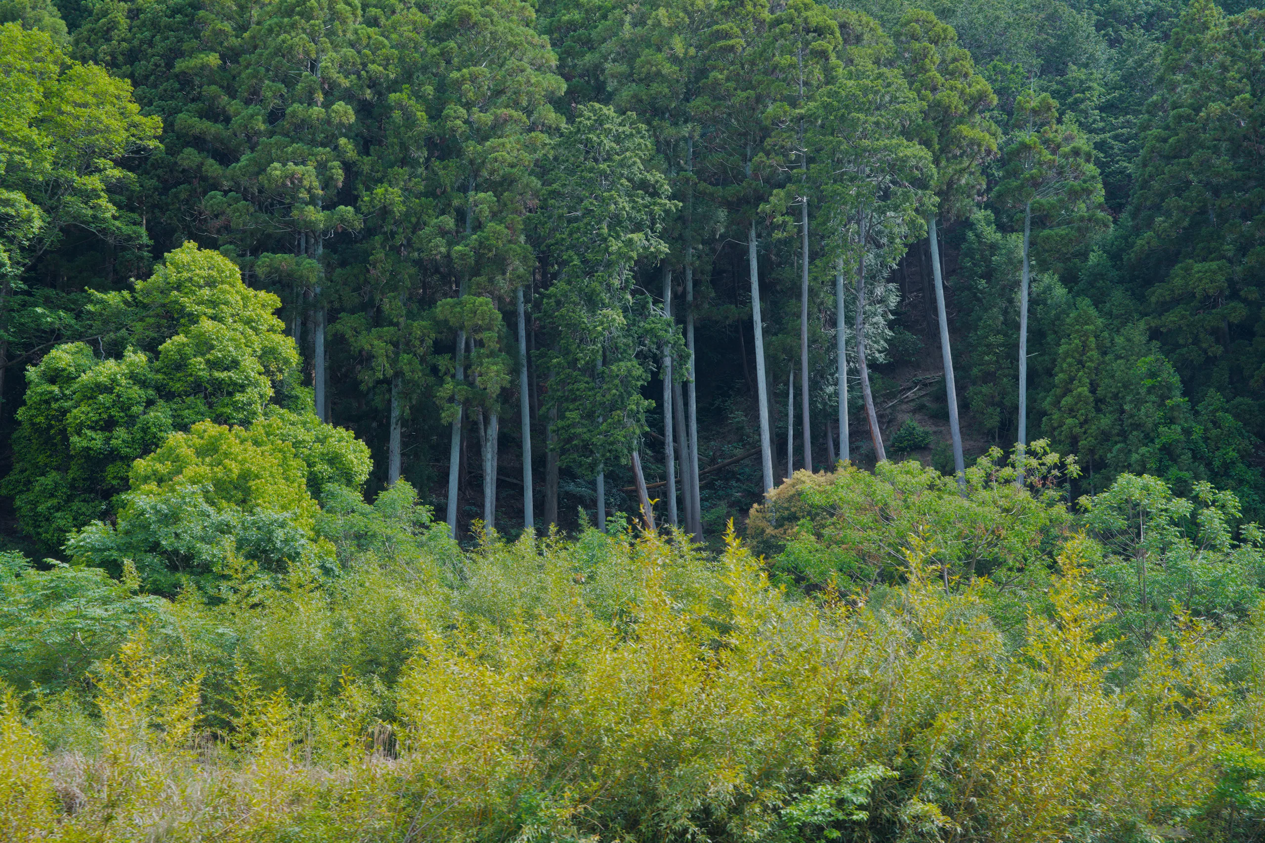 Cypress and deciduous trees growing densely along a riverbank.