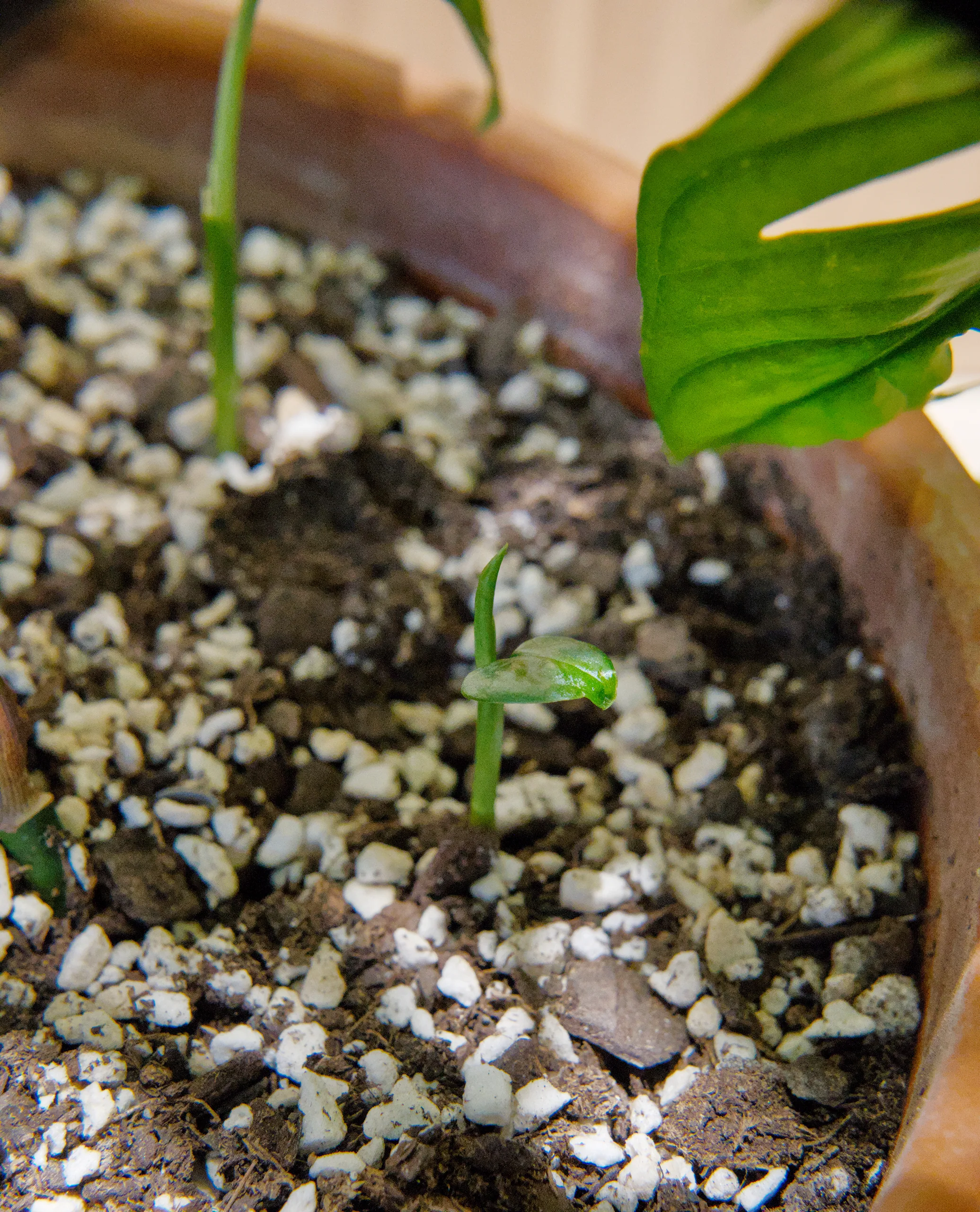 A tiny Monstera adansonii shoot pushing up through perlite-flecked mix at the base of the parent plant, its first leaf barely unfurled.