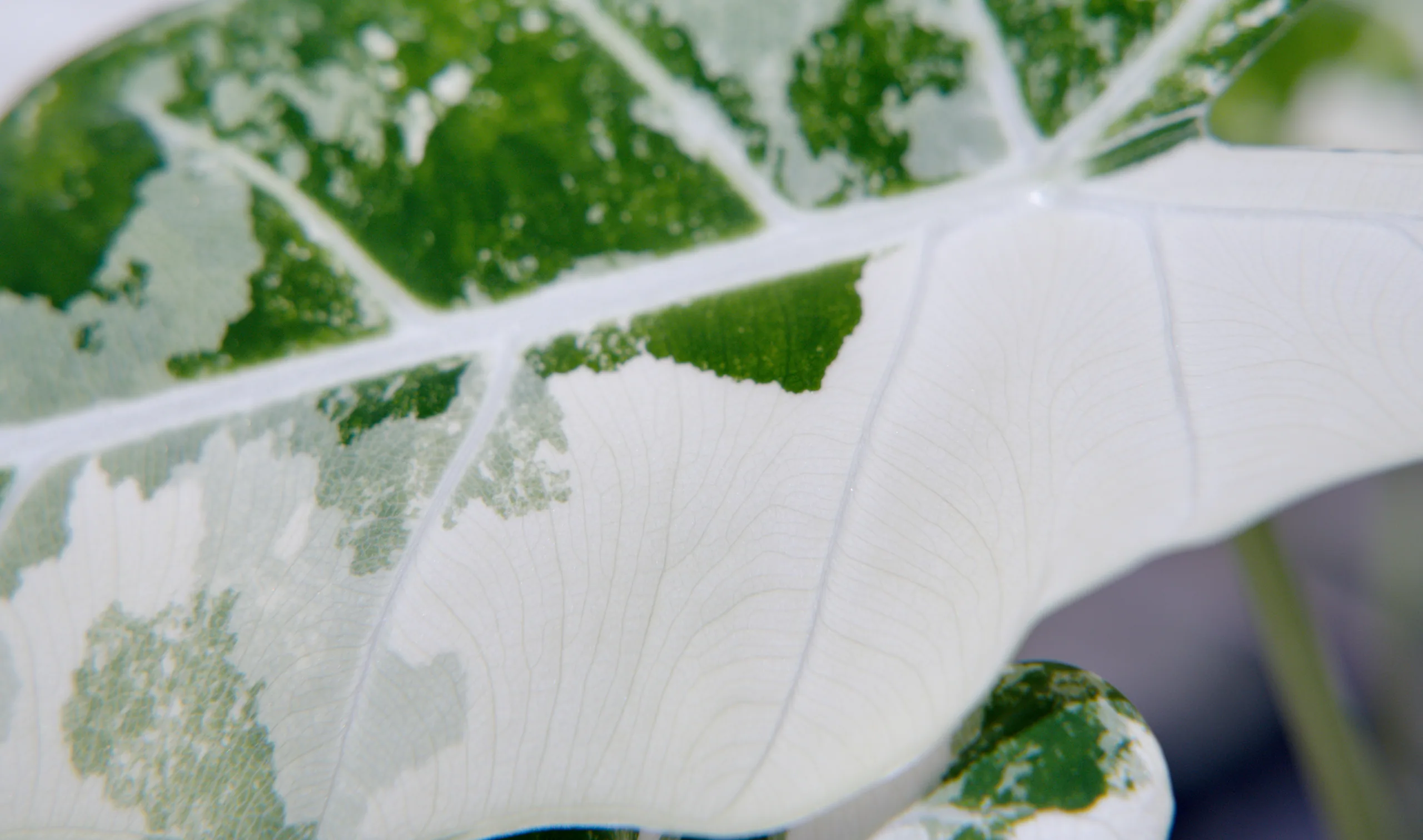A close view along a Alocasia micholitziana 'Frydek' Variegata leaf, pale veins dividing it into panels, dark green blocks giving way to broad white sections toward the leaf edge.