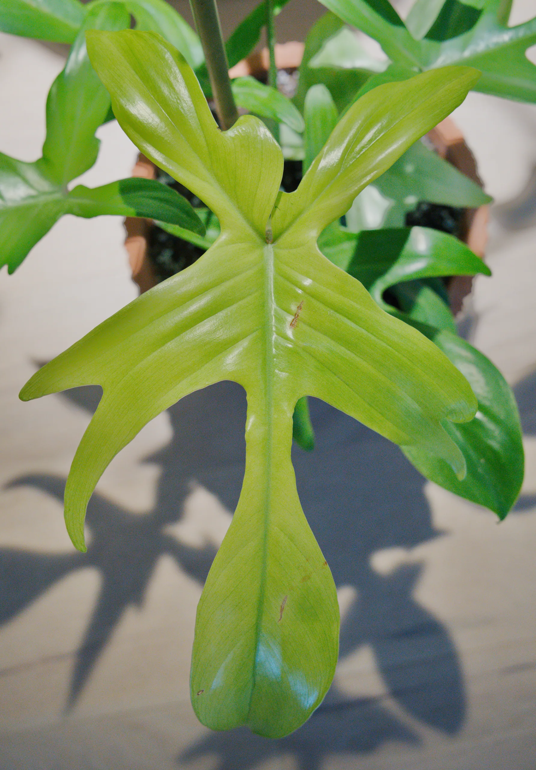 A single Philodendron 'Florida Ghost' leaf hanging front-on in sunlight, still the pale chartreuse of a recently emerged leaf, its long central lobe and swept-back side lobes lit from behind.
