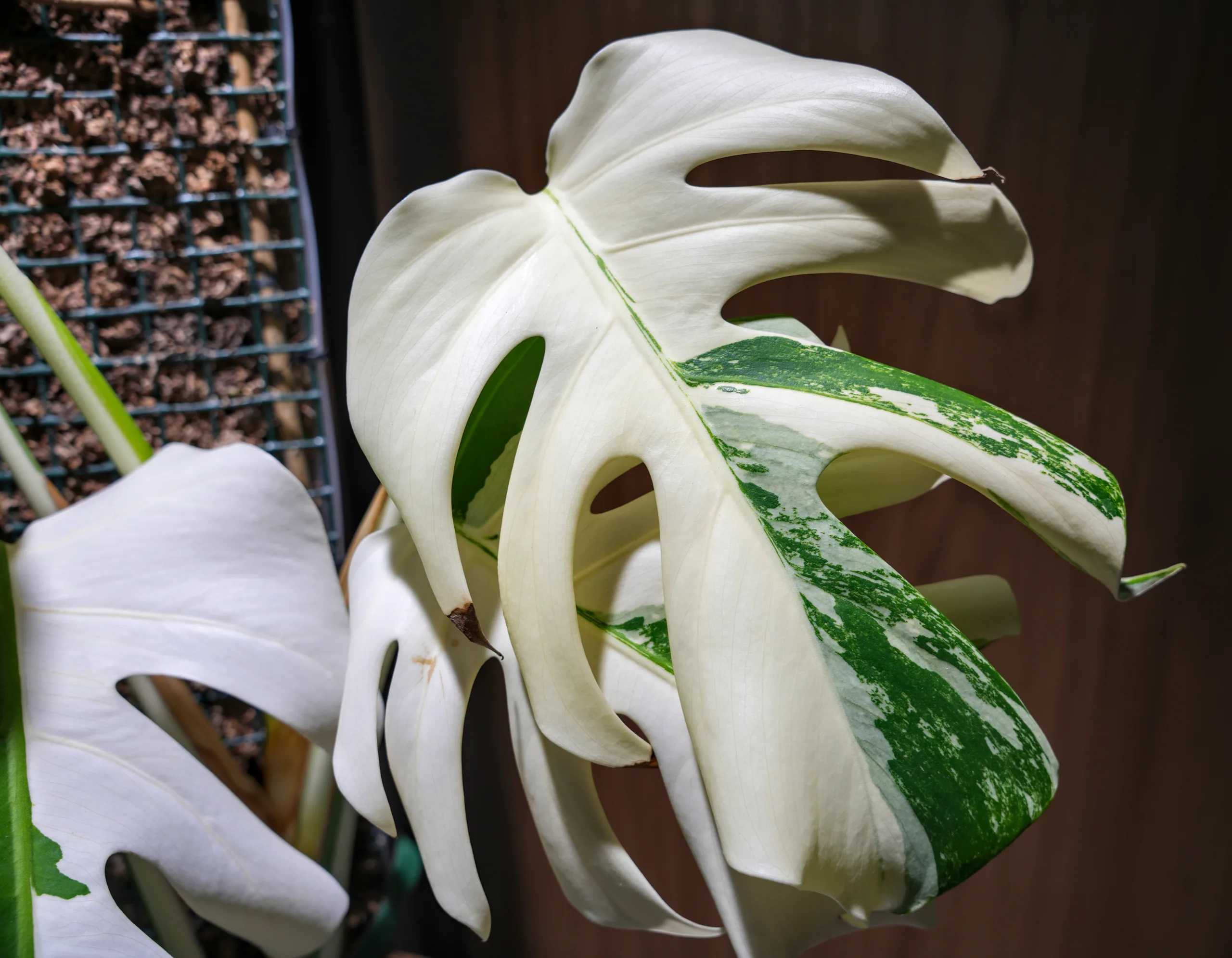 A large Monstera albo leaf, mostly white with green sectors along one edge, held out over a pot of bark.