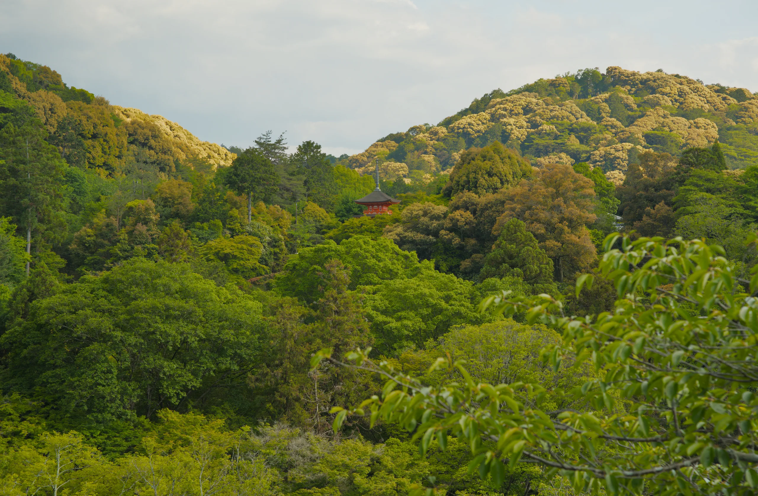 Dense green forest covering rolling hillsides.