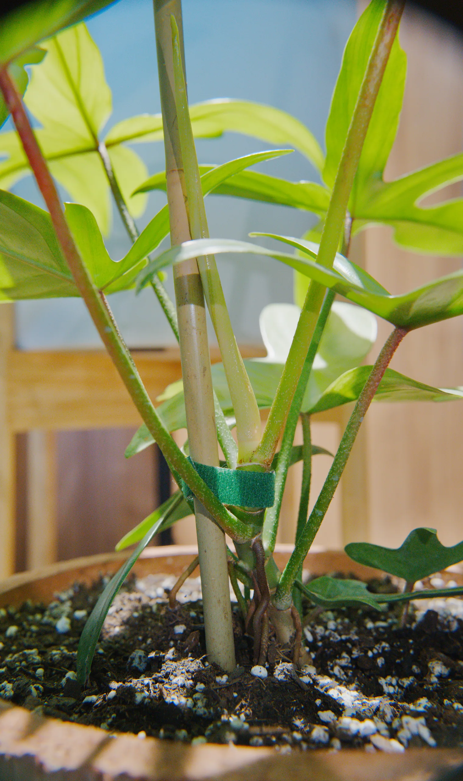 The base of a Philodendron 'Florida Ghost' tied to a bamboo stake with a green velcro strap, petioles rising in every direction from the crown, aerial roots visible above the soil.