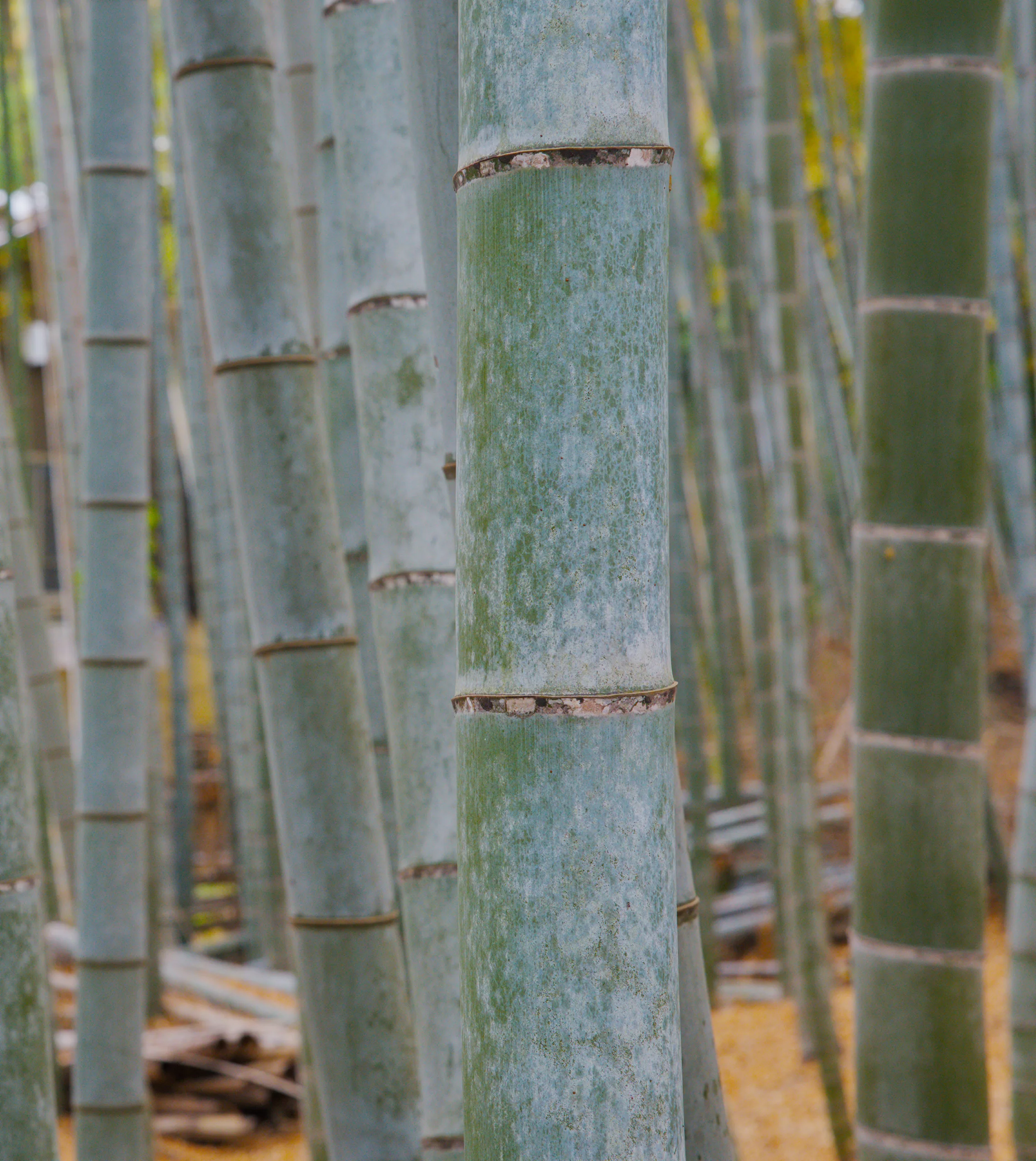 Vertical bamboo culms show weathered segments marked by nodes, covered with moss and algae.