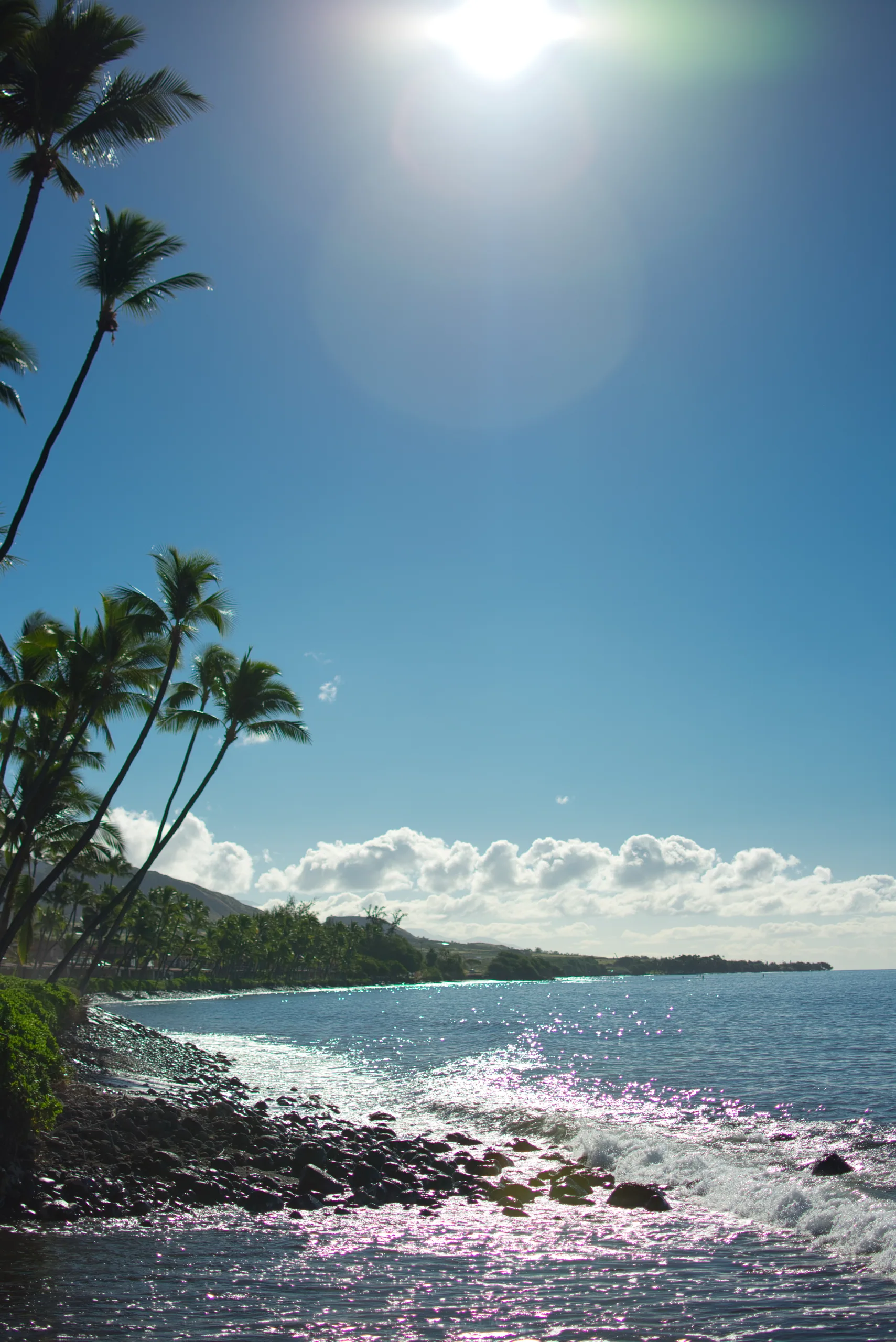 Coconut palms leaning over a rocky shoreline, the sun flaring at the top of the frame and surf glittering below.