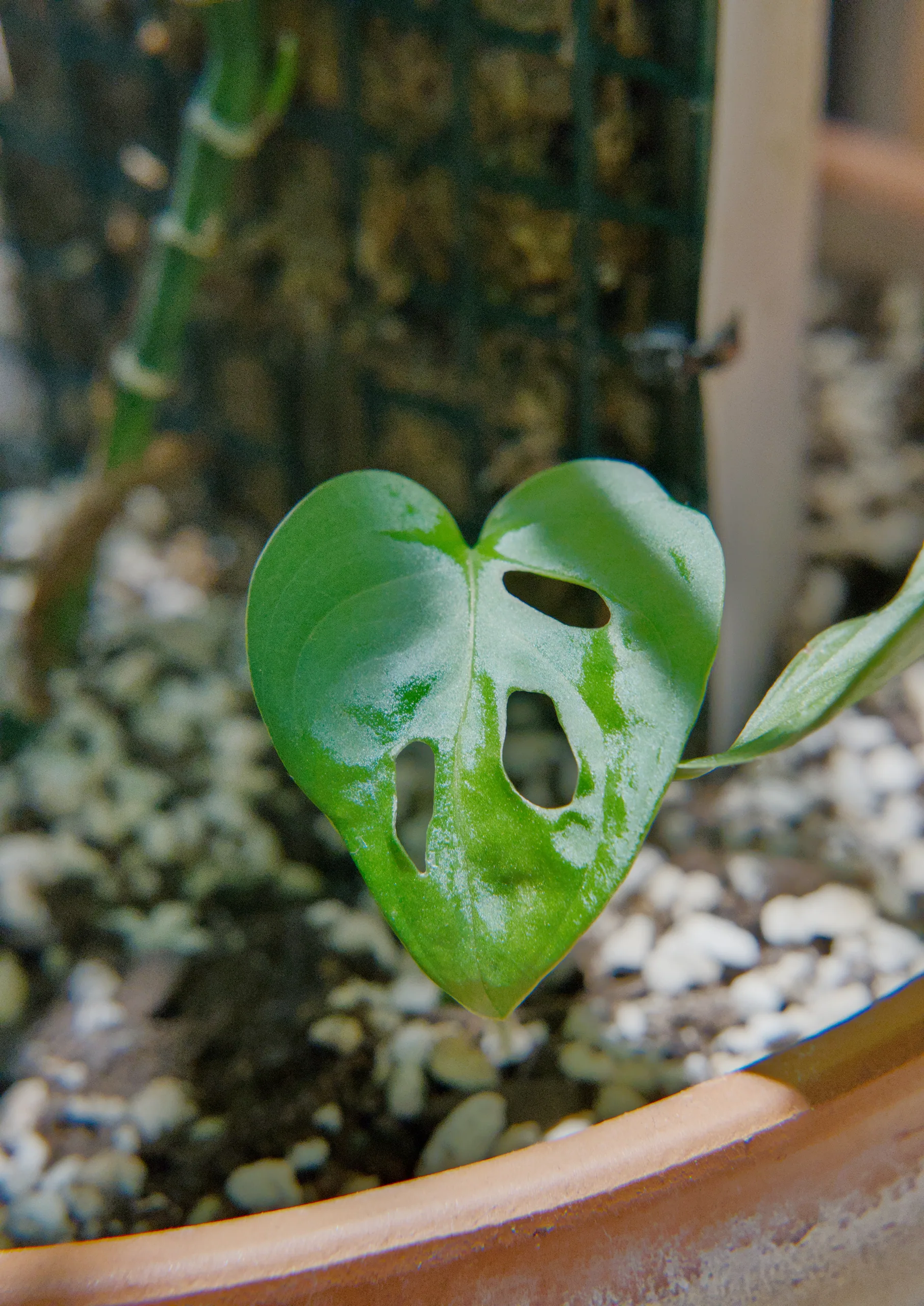 A small heart-shaped Monstera adansonii leaf standing above the pot rim, already carrying four holes near its midrib, with the moss pole out of focus behind.