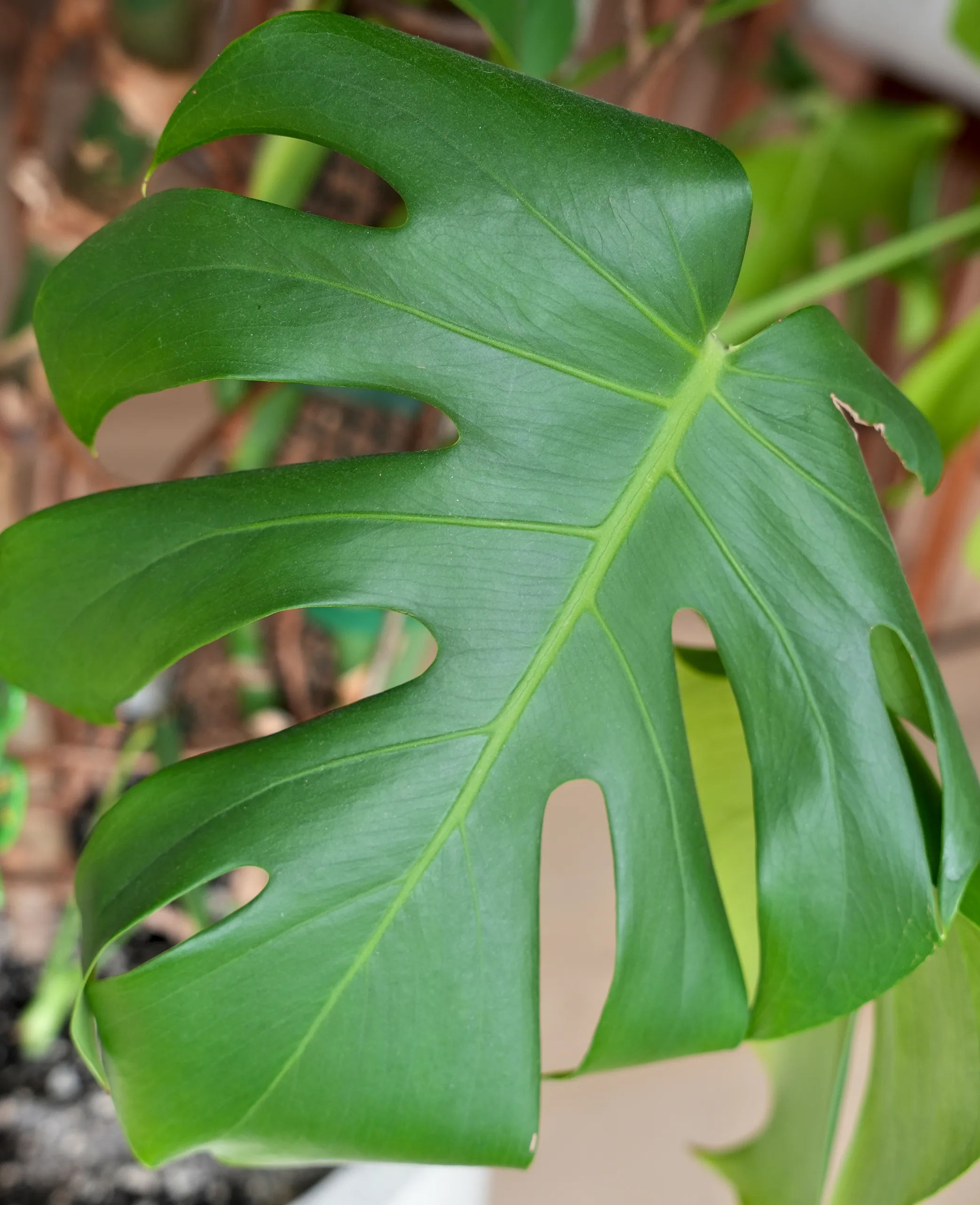 A Monstera deliciosa leaf held toward the camera, its splits and oval holes arranged along a pale midrib.