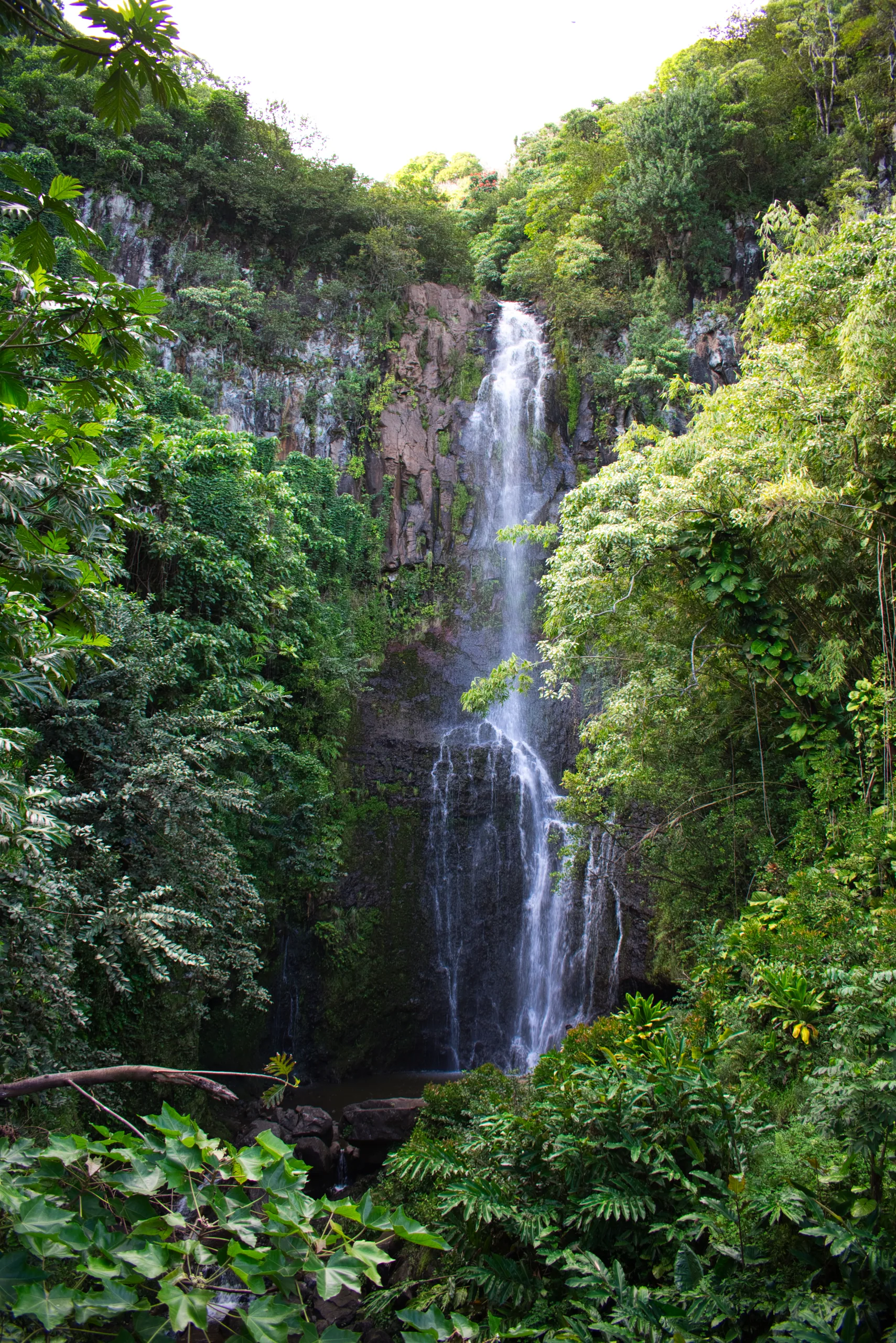 A tall waterfall dropping down a mossy cliff into a pool, framed by dense green vegetation.