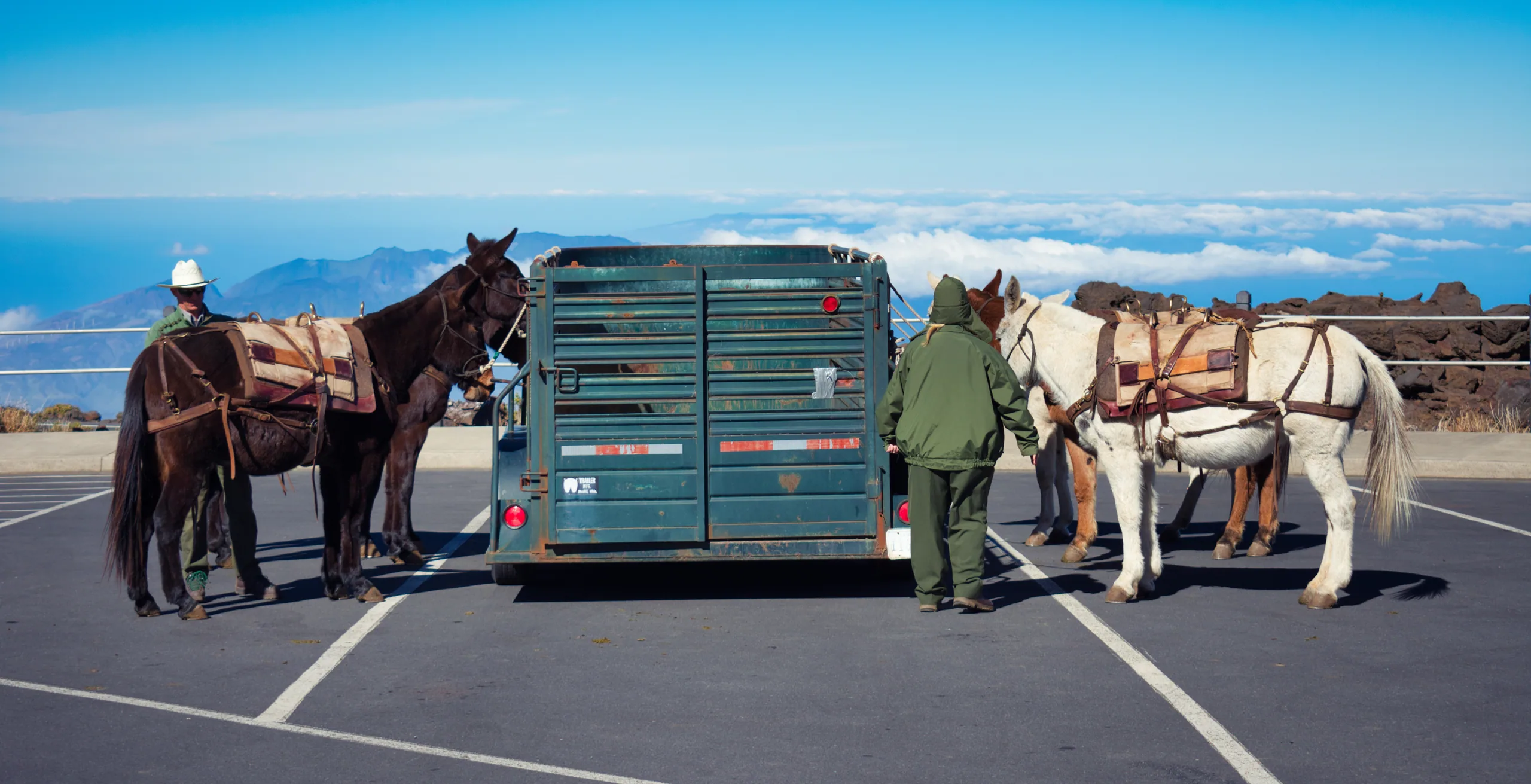 Saddled horses being unloaded from a trailer in a summit car park, a rider in a wide hat standing with them.