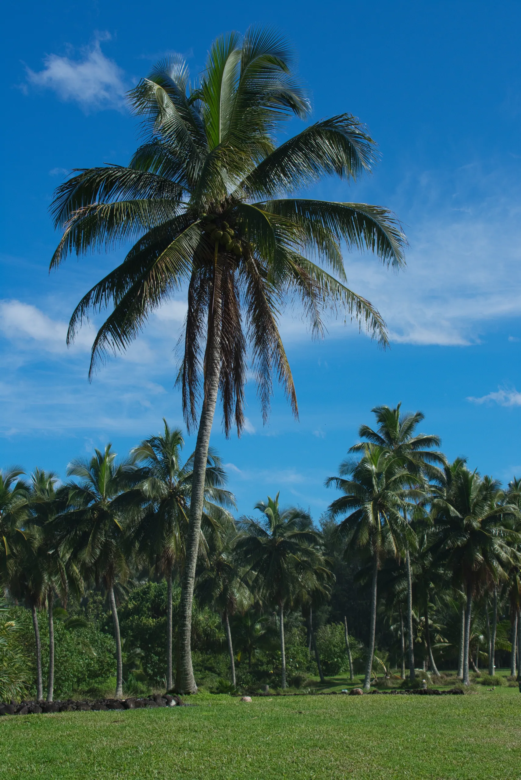 A tall coconut palm against a blue sky, a grove of shorter palms across the lawn behind it.