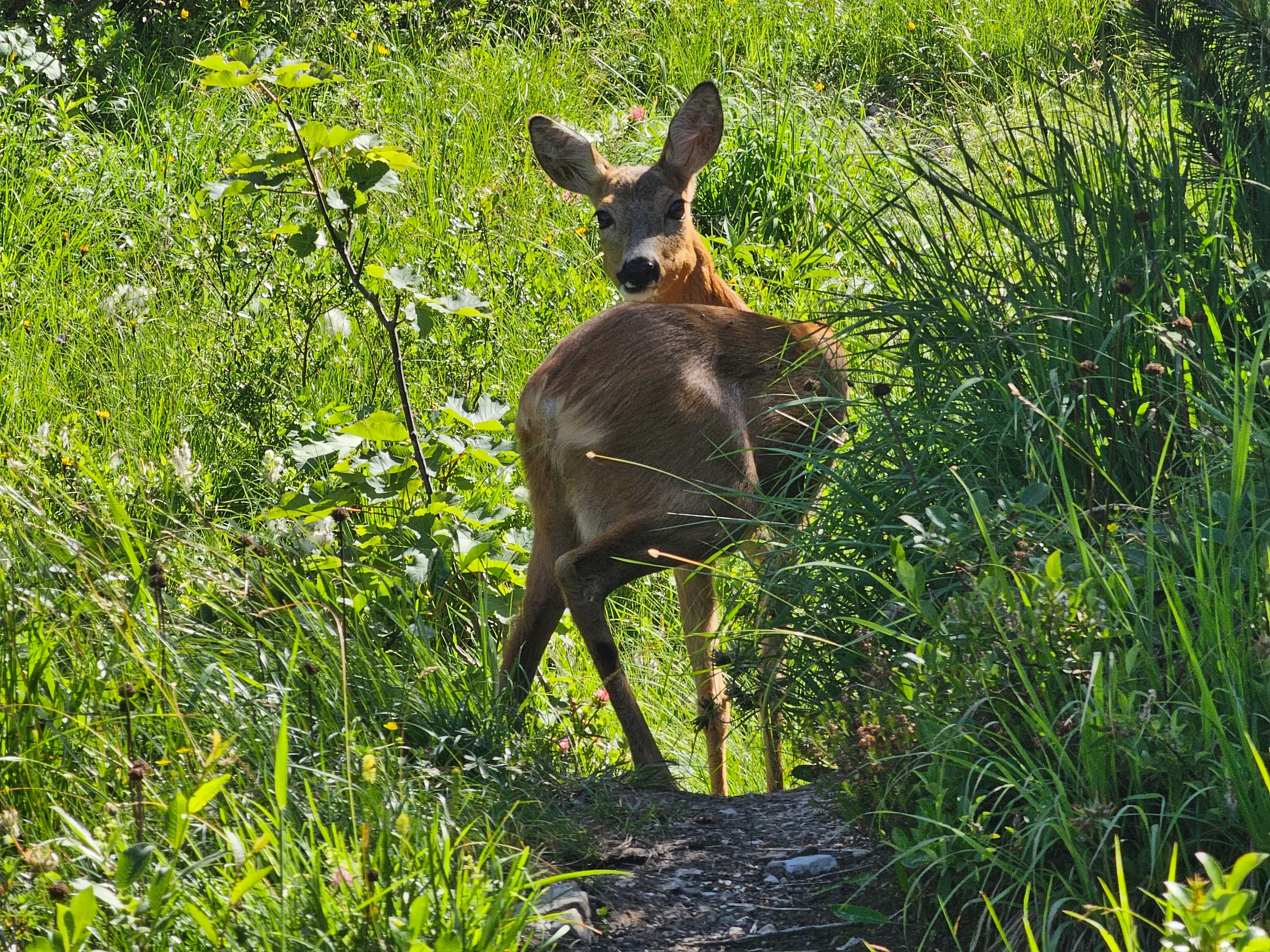 A roe deer standing on a narrow path in long grass, ears up and looking straight at the camera.