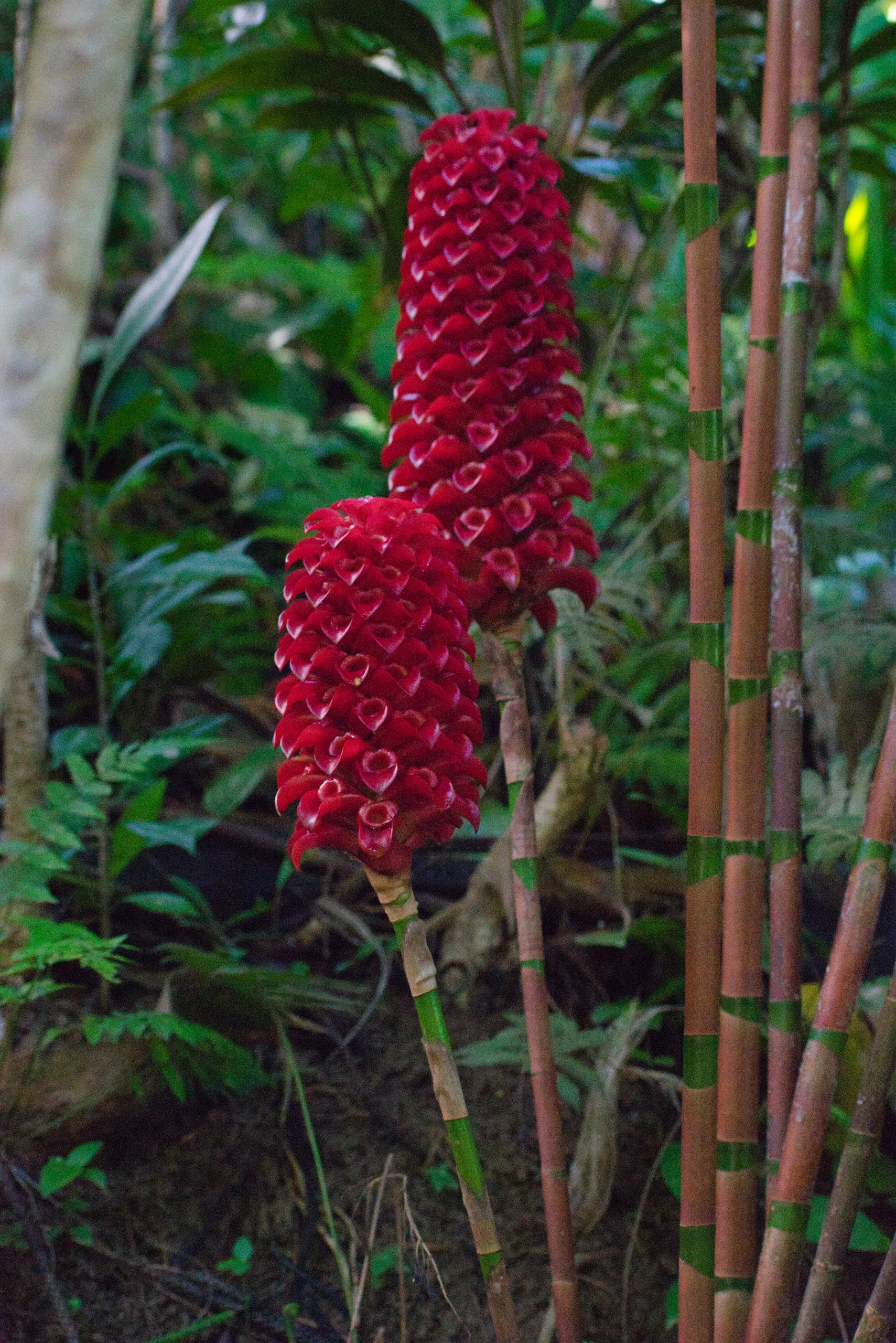 Two red torch ginger inflorescences on tall stems, their waxy bracts stacked in tight spirals, among green foliage.
