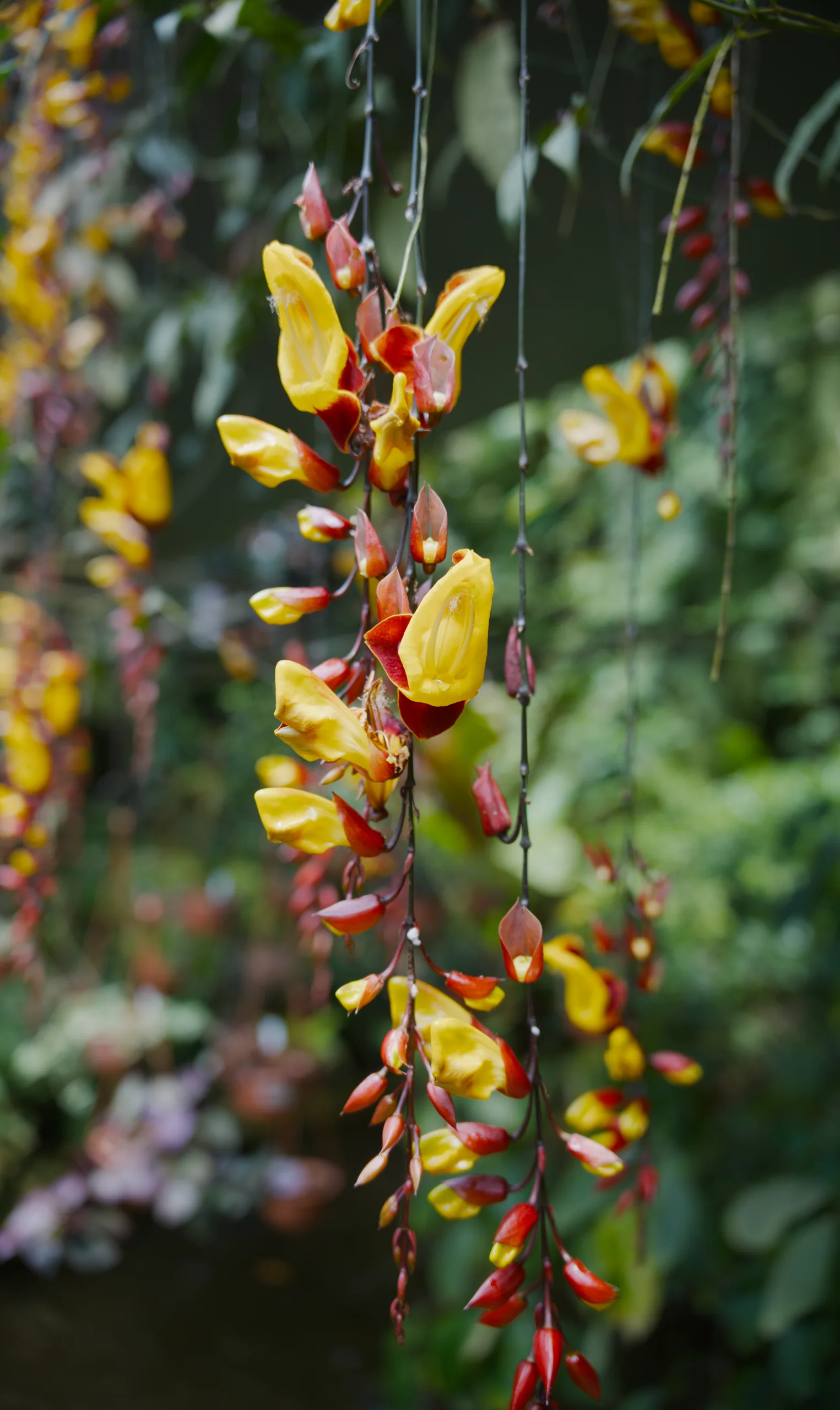 Yellow and red flowers hang downward in a dense narrow cluster.