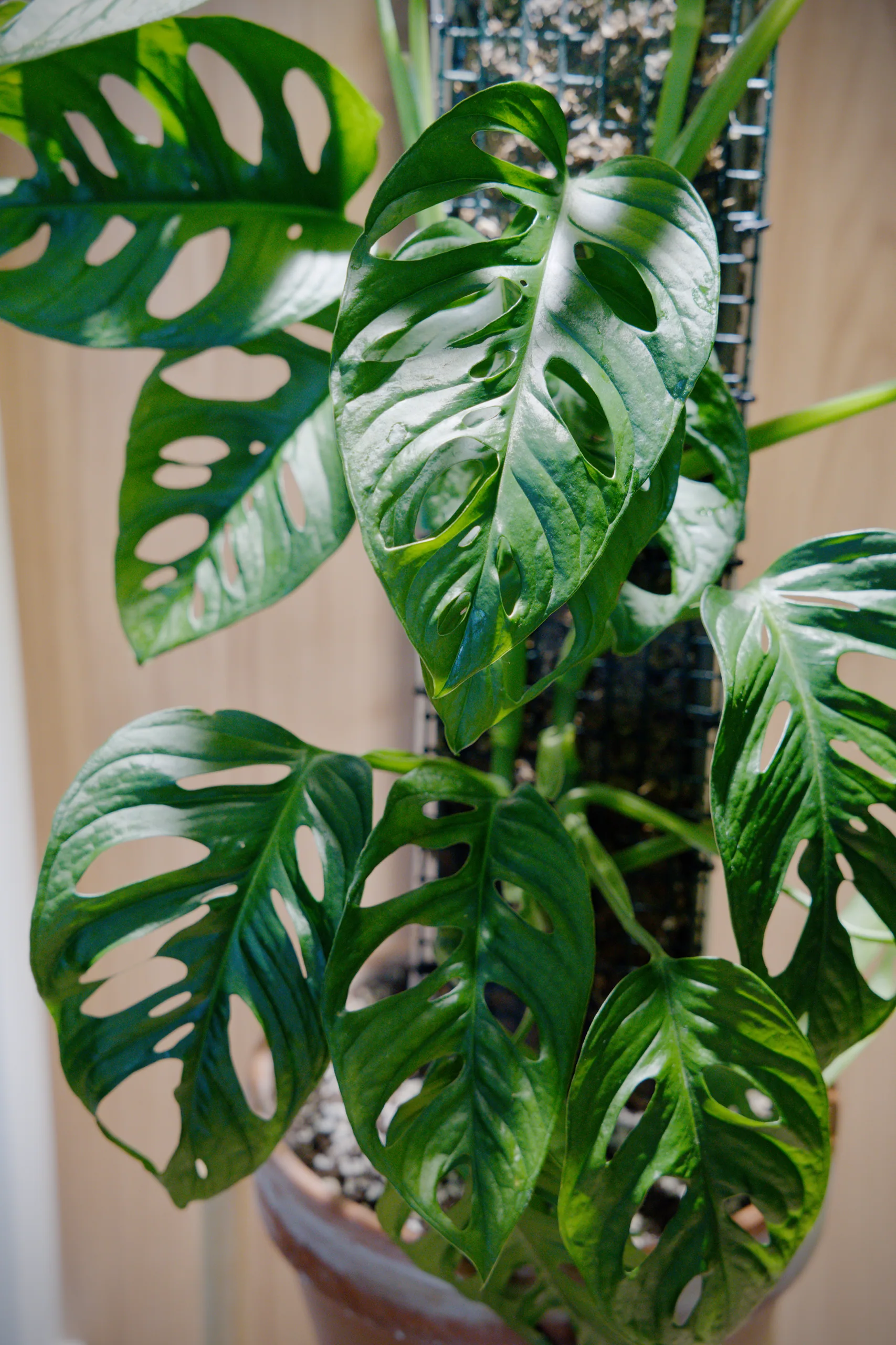 Several Monstera adansonii leaves layered around a moss pole, each one perforated with rows of oval holes, backlit against a pale wooden wall.