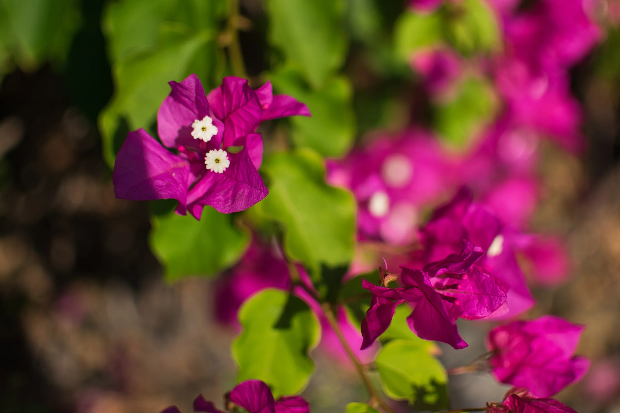 Magenta bougainvillea bracts with tiny white flowers at their centres, backlit against green leaves.