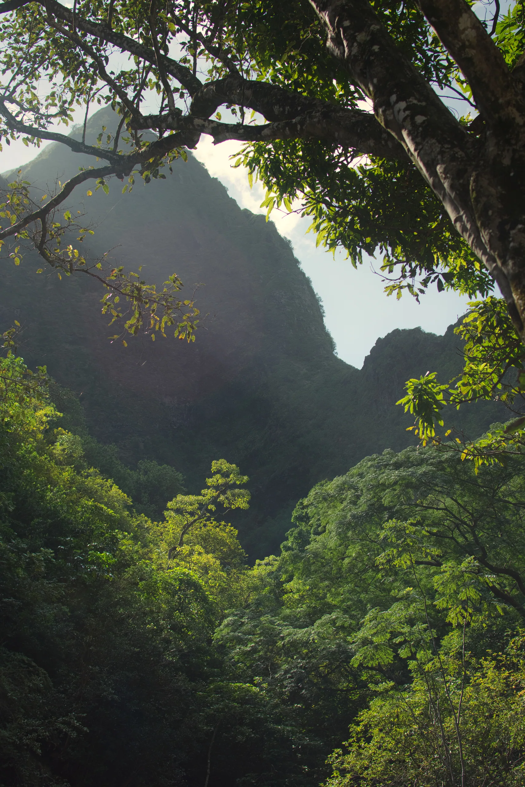 A steep forested ridge rising into cloud, framed by the branches of a tree in the foreground.