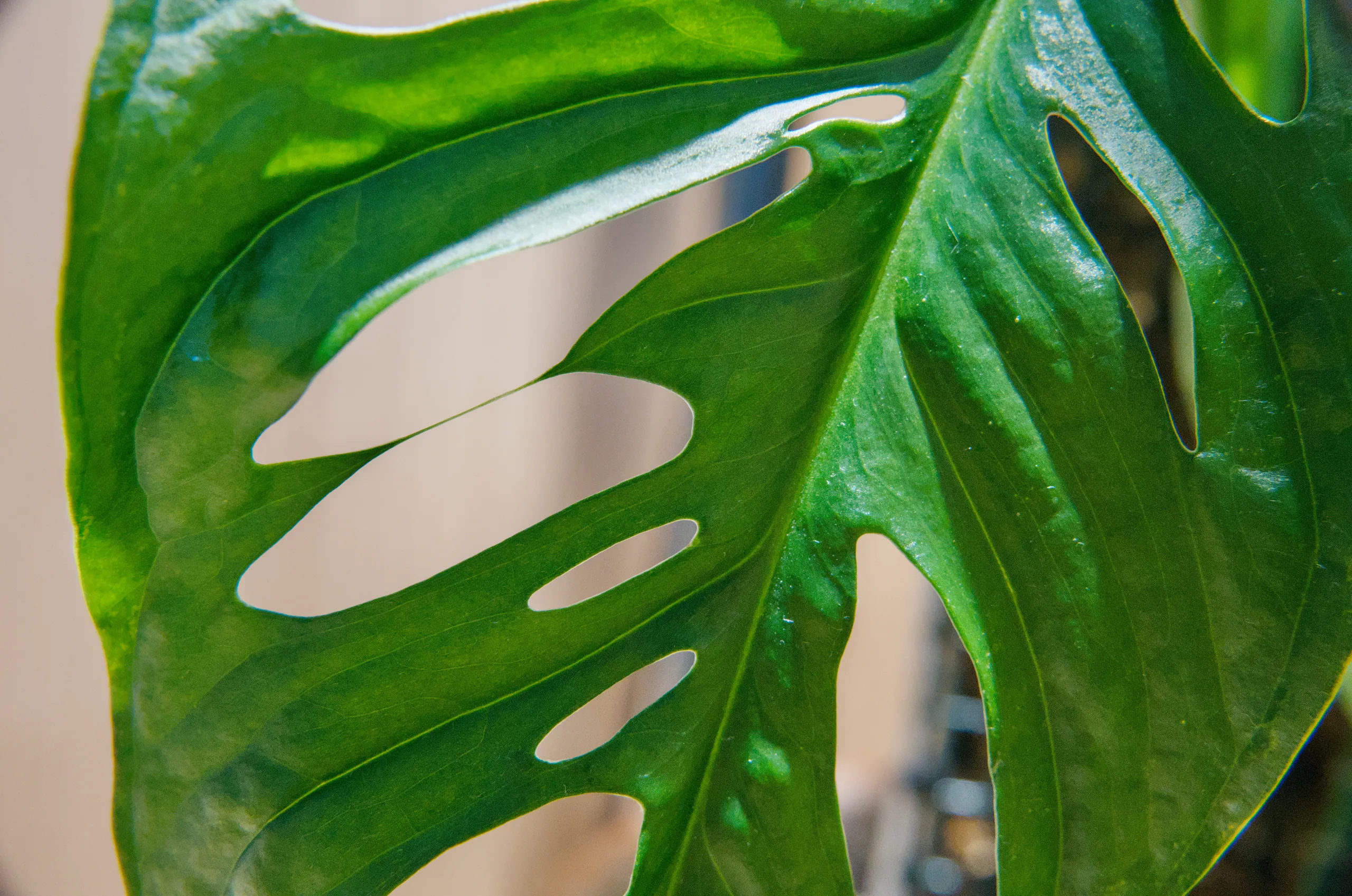 A backlit crop of a Monstera adansonii leaf, its holes reading as bright shapes cut out of the dark green blade.