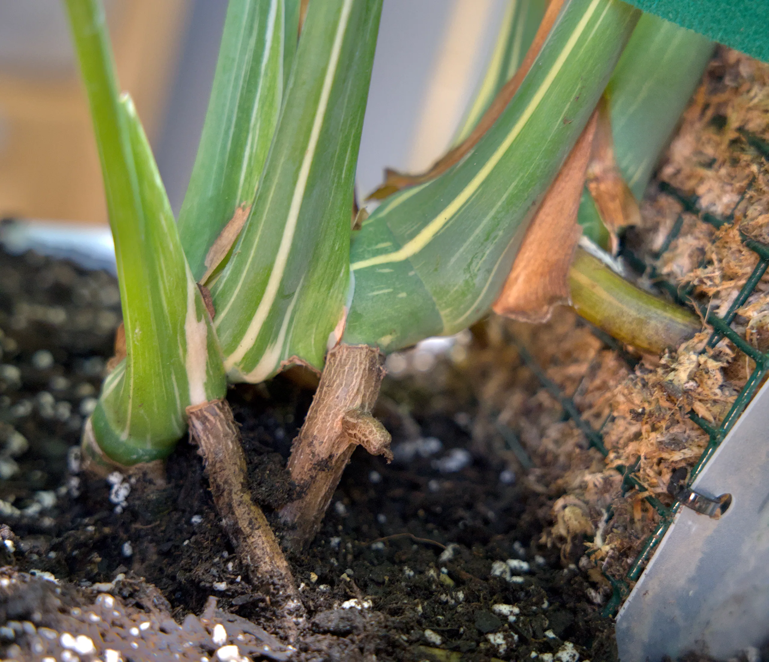 The base of a Thai Constellation, thick variegated petioles rising out of dark potting mix beside a moss pole.