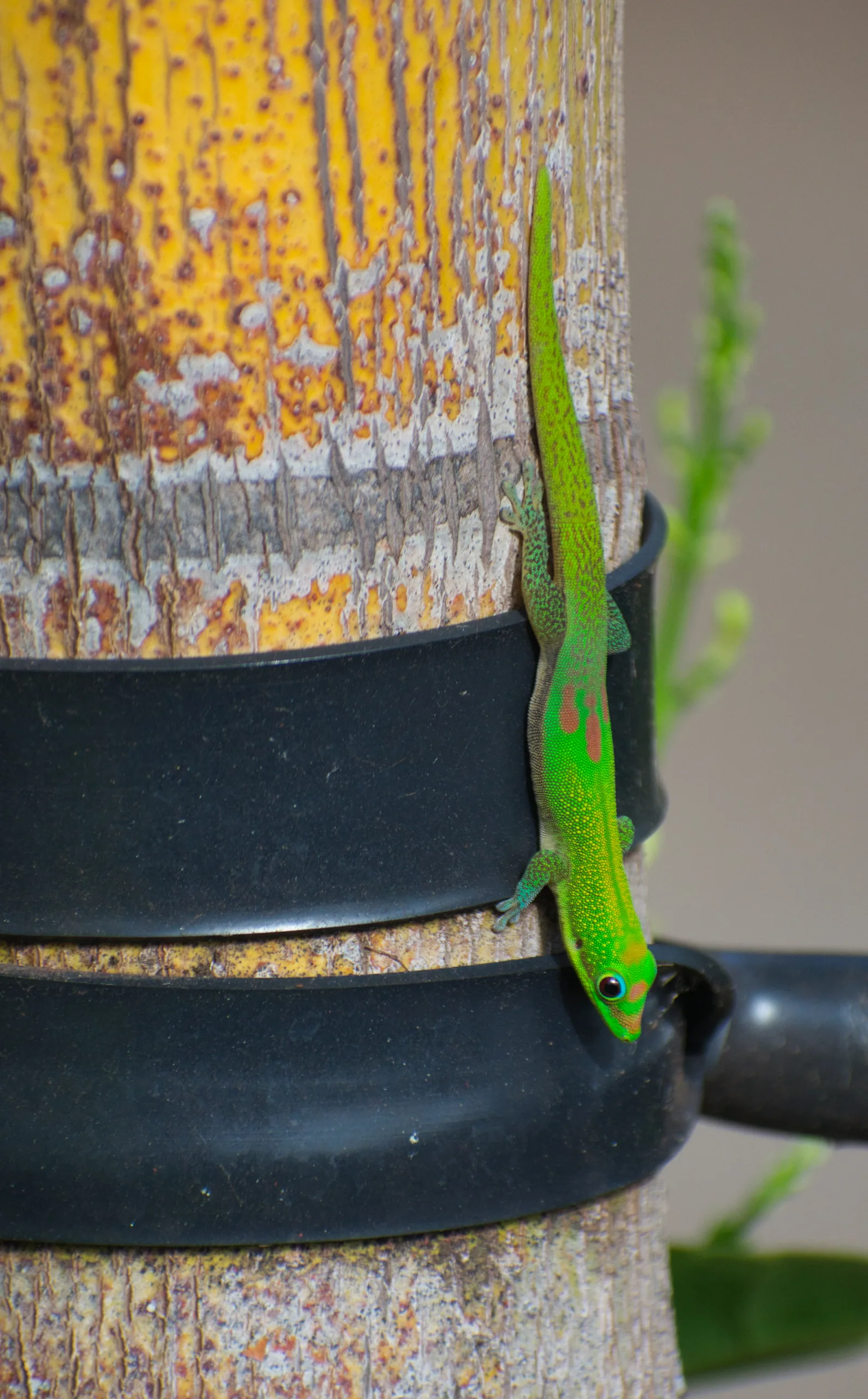 A bright green gold-dust day gecko clinging to a black pipe strapped to a weathered yellow post.