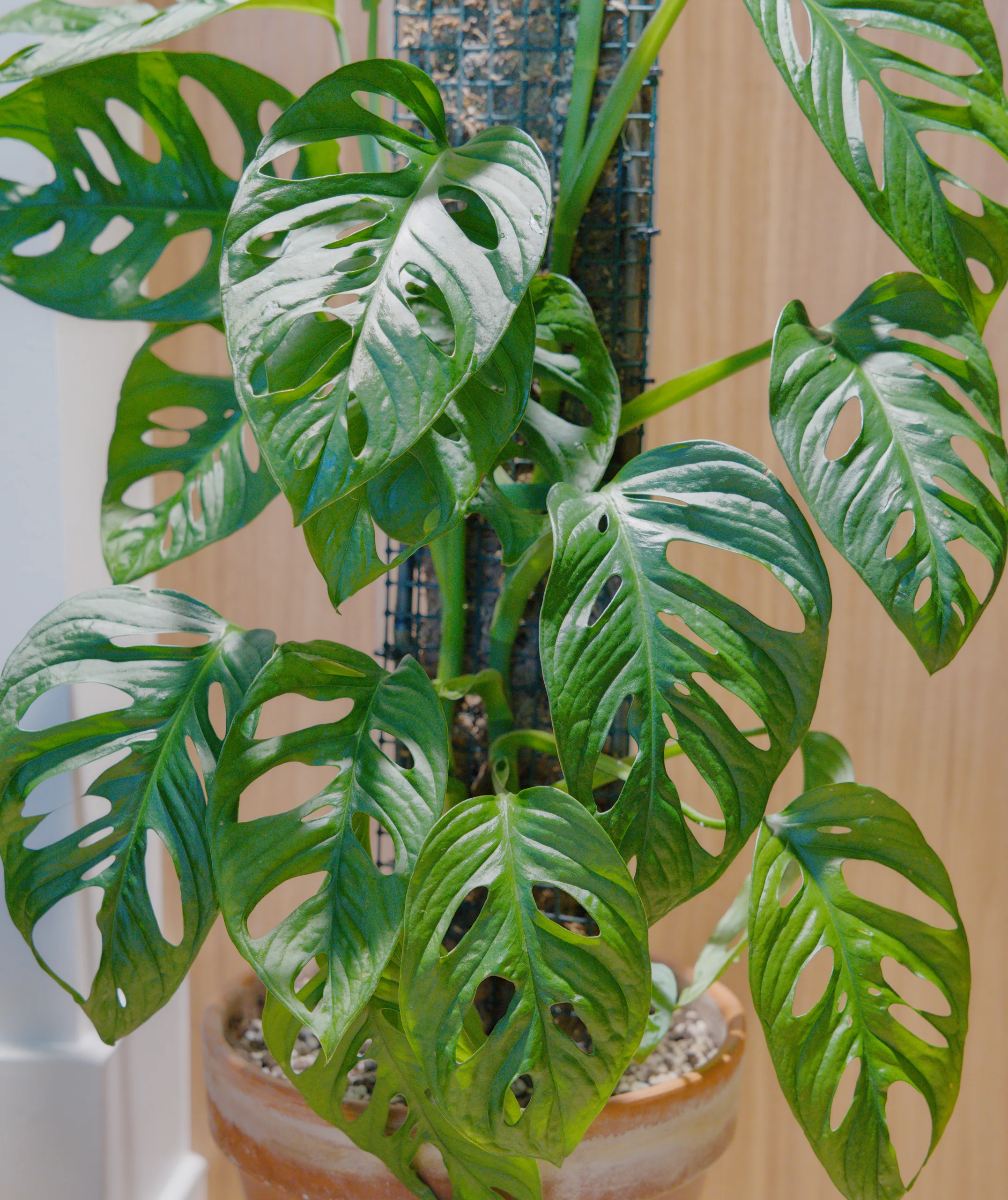 The upper leaves of a Monstera adansonii, each perforated with oval holes, crowded around the top of a sphagnum pole.